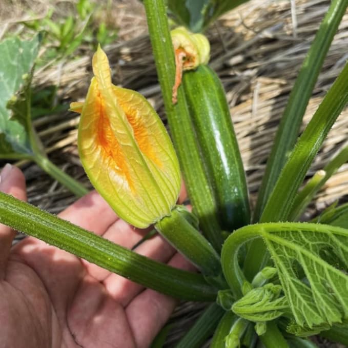 2 Green Squash Zucchini Plants Seedlings 4 Inches Pot Squash Plants Live Live Zucchini Plants