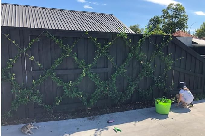 Espalar Surface Mounted Heavy Duty Universal Espalier/Trellis Kit for Climbing Plants Vines and greenwalls (Wire Included).