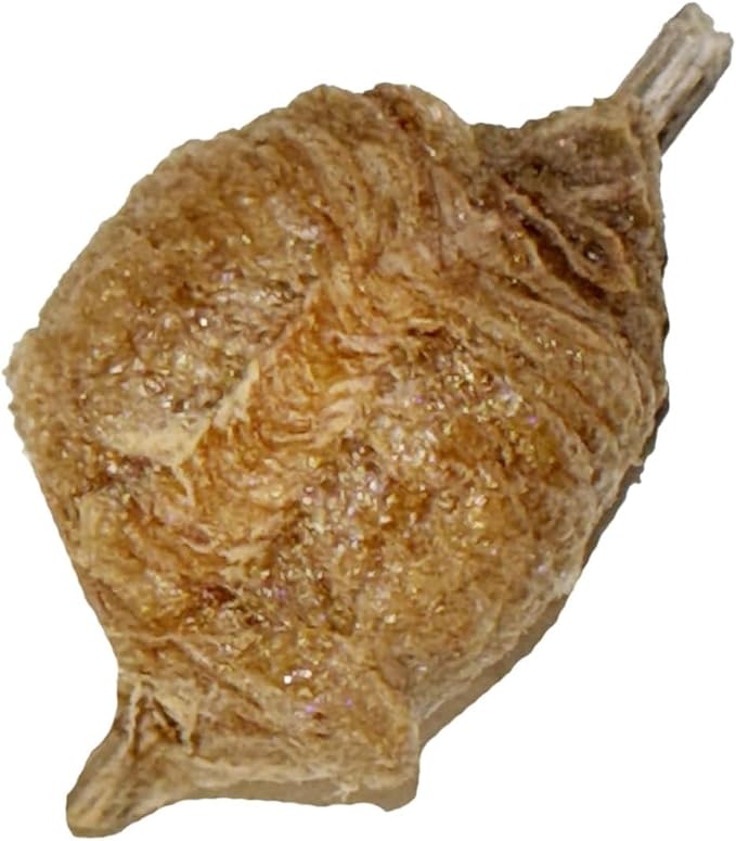 Chinese Praying Mantis Ootheca Egg Case with Hatching Habitat Transparent Cup - Three Egg Case - Beneficial for Stem Education and Gardening Egg Case Produces Approximately up to 400 Baby Nymphs