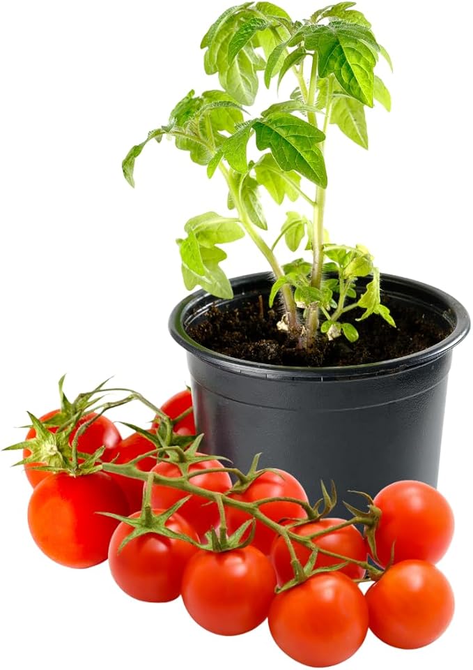 2 Tomato Plants Live for Planting Outdoors Tree Tomato Plant Seedling Tomato Plants Live 5 to 8 Inch Tall No Pot Cherry Tomato