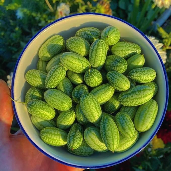 2 Cucamelon Plants Seedlings Cucamelon Mini Cucumber Live Plant Gardening 3 to 6 Inc Tall Vegetable Plant