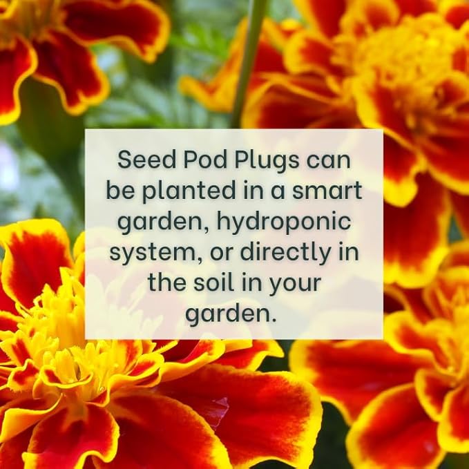 Marigold - Complete Seed Pod Plugs with Plant Food - 10 Pods for Hydroponic Gardens Click and Grow Lettuce Grow and Outdoor Gardens