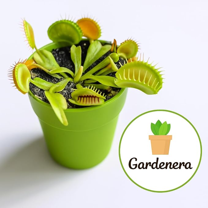 GARDENERA Sphagnum Moss Potting Mix for Carnivorous Plants Moss and Perlite Blend for Potting Venus Fly Traps Sarracenia Pitcher Plants - 75% Sphagnum Moss + 25% Perlite - Made in USA - 3 Quart