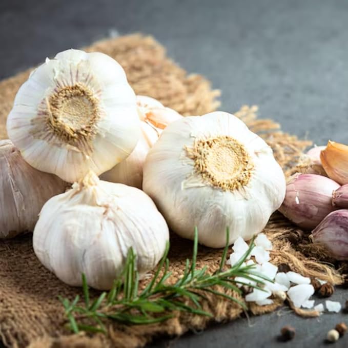 1 Lb Music Garlic Bulbs for Planting 8 Hardy Garlic Bulbs for Planting Home Vegetable Garden or Raised Beds Hardneck Garlic Bulbs