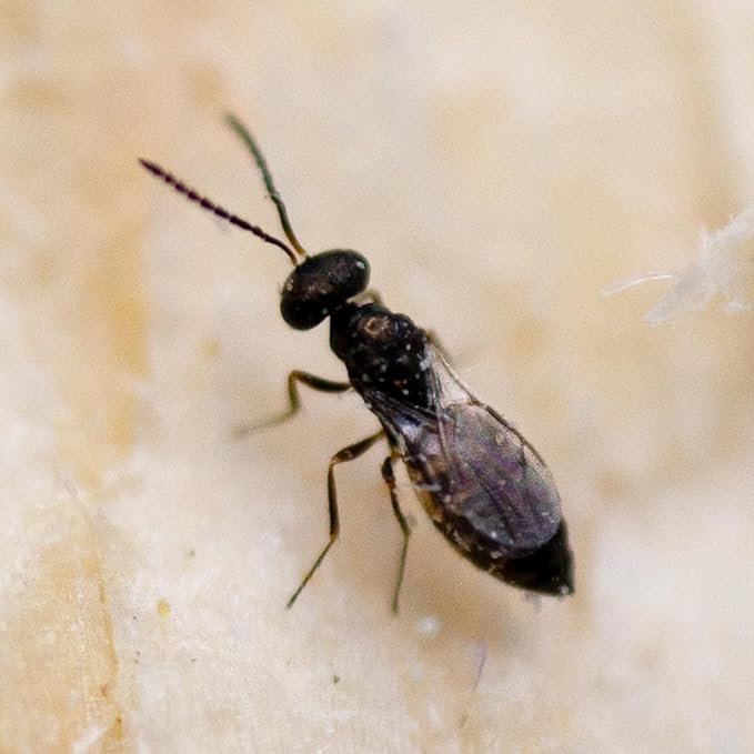 Natures Good Guys - Fly Exterminators (50000)