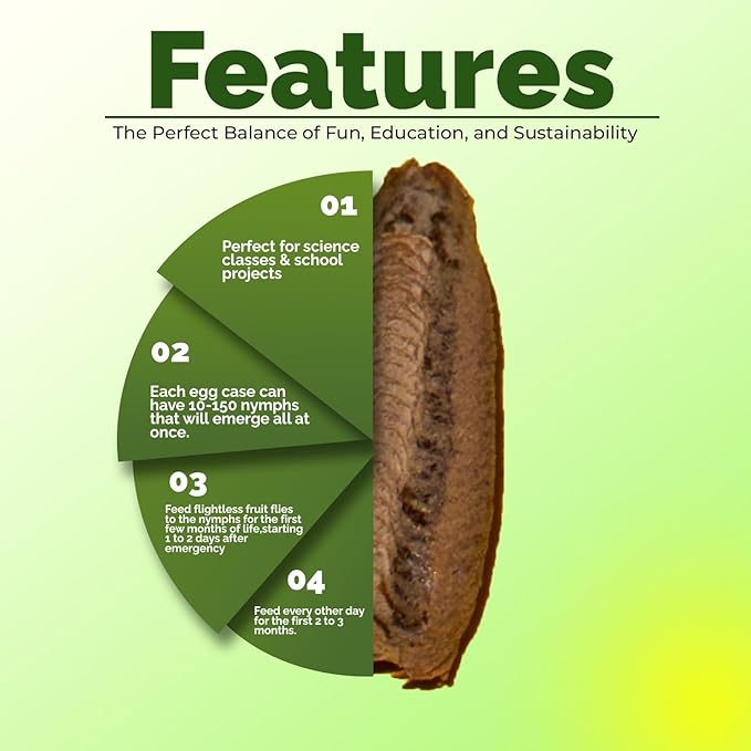 USMANTIS Carolina Praying Mantis Egg Cases (Ten Egg Cases) - Beneficial for Stem Education and Gardening Each Egg Case Produces Approximately 50 to 200 Baby Nymphs Praying mantises