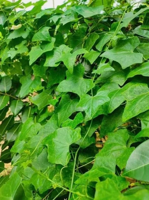 Climbing Tindora Vine Ivy Gourd Plant Scarlet Gourd Vine Tropical Fruit Plant Half Gal Pot No Ship CA