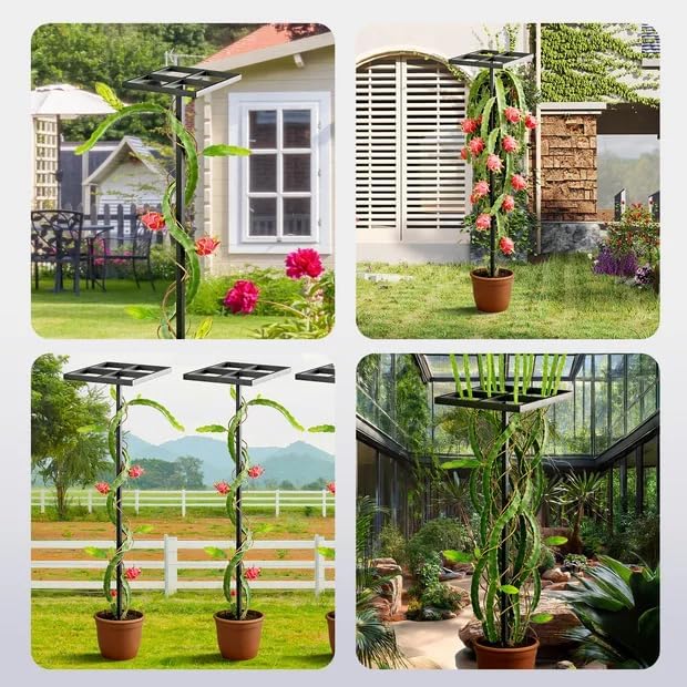 1 Pcs Dragon Fruit Trellis for Climbing Plants Adjustable Metal Plant Trellis Outdoor &amp Indoor Garden Trellis for Potted Plants Vertical Support for Dragon Fruit Cactus - Easy Assembly (1 Pack