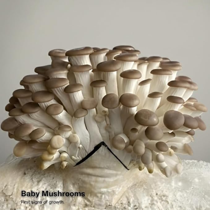 Forest Origins Brown Oyster Mushroom Grow Kit Harvest Gourmet Mushrooms in 10 Days Beginner Friendly Handmade in California USA Unique Gift