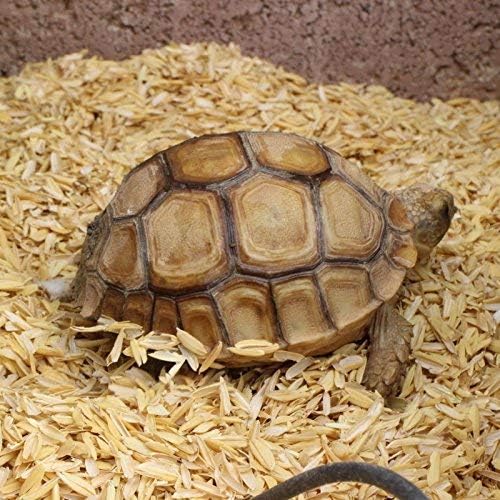 Rice Hulls - Organic Use - 10 lb - House Plants - Gardening - Chicken Bedding Nesting