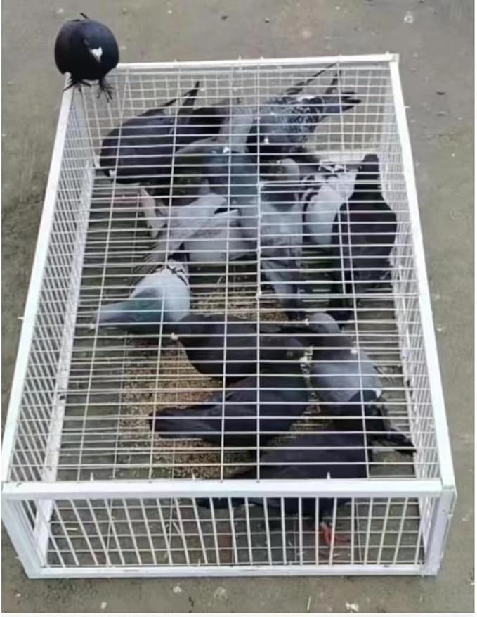 Foldable Galvanised Pigeon Trap Cage Humane One-Way Entrance Escape-Proof Design Portable Easy Assembly Ideal Pigeon Coop and Bird Trap Cage for Feral Doves Andowns (15.74X 15.75W X 10.24 H)