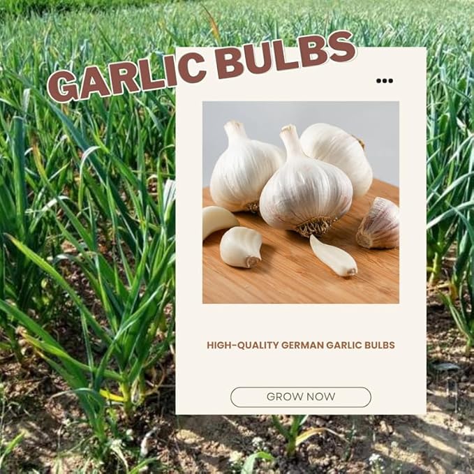 1 Pound White Hardneck Garlic Bulbs for Planting Fresh High-Yield Hardy Garlic for Garden or Container Growing