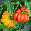 4 Tomato Plants in 4 Pot Beefsteak Tomato Plant 4-8 Tall Heirloom Vegetable Plant Live for Planting Outdoors Garden 2 Plants Each Pot
