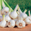 1 Lb Music Garlic Bulbs for Planting 8 Hardy Garlic Bulbs for Planting Home Vegetable Garden or Raised Beds Hardneck Garlic Bulbs