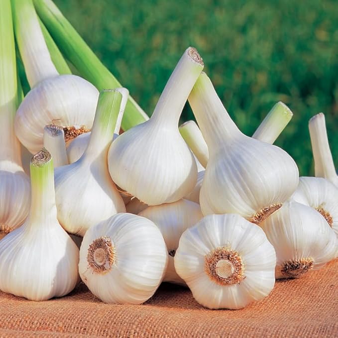 1 Lb Music Garlic Bulbs for Planting 8 Hardy Garlic Bulbs for Planting Home Vegetable Garden or Raised Beds Hardneck Garlic Bulbs