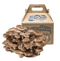 Far West Fungi Shiitake Mushroom Mini-Farm Grow Kit 5lbs Non-GMO Easy to Use Grow Your Mushrooms at Home Produced by Real Farmers in California.