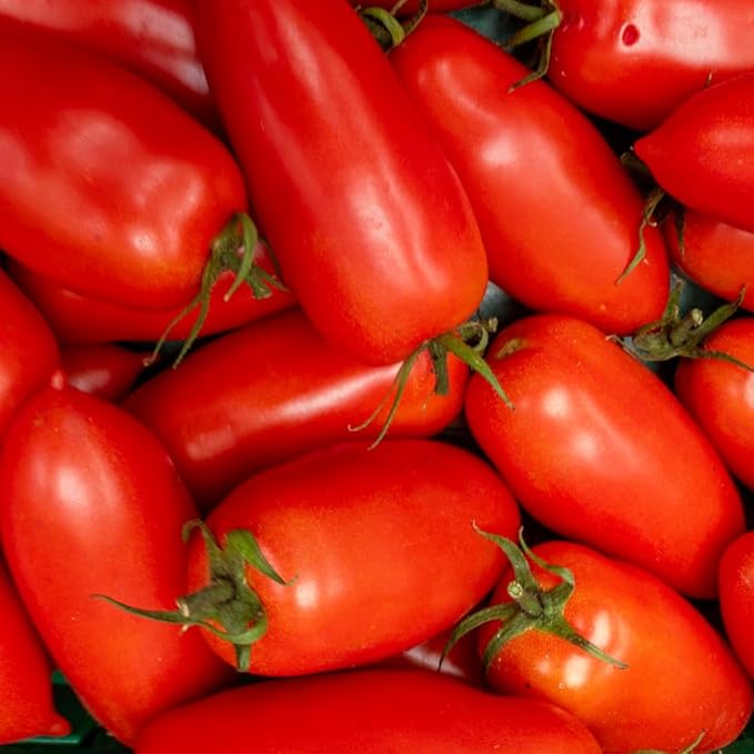 Tomato Plants Live Red Tomato Plant Long Red Fruit Vegetable Plant from 6–8 Inches Tall in 4 Inch Pot for Outdoor Growing