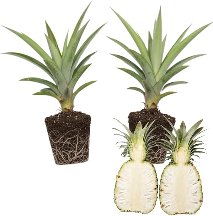 2 White Jade Pineapple Plants Pineapple Plants Live for Planting Sweet Pineapple Starters Plant for Home Garden and Containers