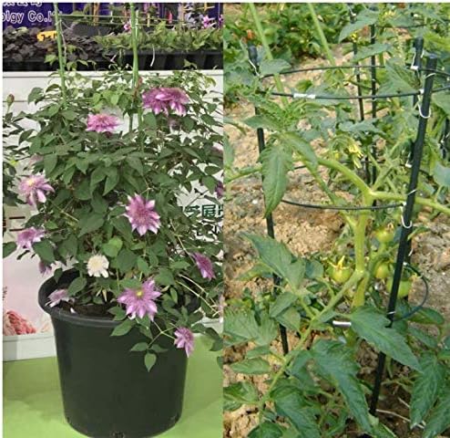 Tomato Cage Plant Support Ring Garden Trellis Flower Iron Support Climbing Plant Grow Cage Green Supporter Climbing Plants Set of 3 (3pack-30'')