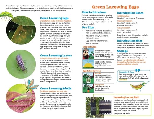 Green Lacewing 5000 Eggs - Good Bugs