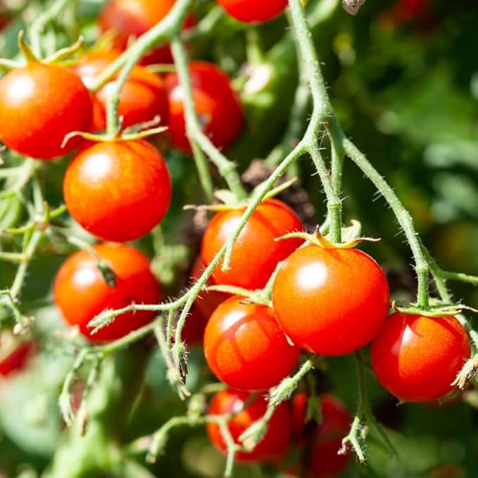 2 Tomato Plants Live for Planting Outdoors Tree Tomato Plant Seedling Tomato Plants Live 5 to 8 Inch Tall No Pot Cherry Tomato