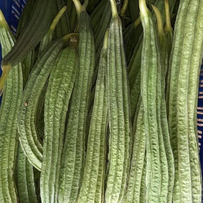 Ridge Gourd Luffa Plant in 4 Inch Pot 4 to 8 Inch Tall Gourd Luffa Plants for Garden Vegetable Vine Seedlings