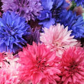 400 Cotton Candy Mix Tall Bachelor Button Seeds | Non GMO Heirloom Cornflower Garden Flower Seed Plant Vegetable Corn