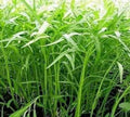 2000 Seeds Kangkong Seeds - Rau Muong Seeds Ong Choy Cong Xin CAI Seeds Brown Wạtér Spinạch Seeds Vegetable Seeds