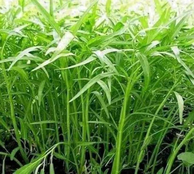 2000+ Seeds Kangkong Seeds - Rau Muong Ong Choy Brown - Chinese Spinach - Cong Xin CAI Seeds kangkung Seeds for Planting