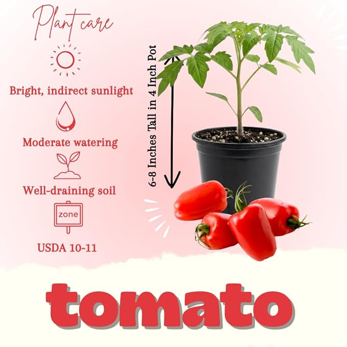 Tomato Plants Live Red Tomato Plant Long Red Fruit Vegetable Plant from 6–8 Inches Tall in 4 Inch Pot for Outdoor Growing