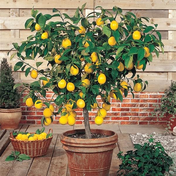 Grow Like a Pro: Gardenera's Lemon Tree Potting Mix - the Key to Luscious Healthy Citrus Limon Trees [20 Quart Bag]