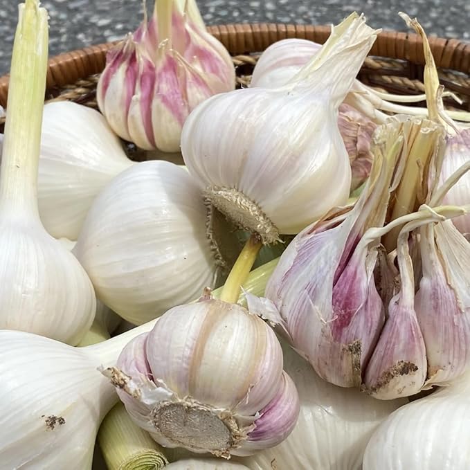 1 Lb Music Garlic Bulbs for Planting 8 Hardy Garlic Bulbs for Planting Home Vegetable Garden or Raised Beds Hardneck Garlic Bulbs