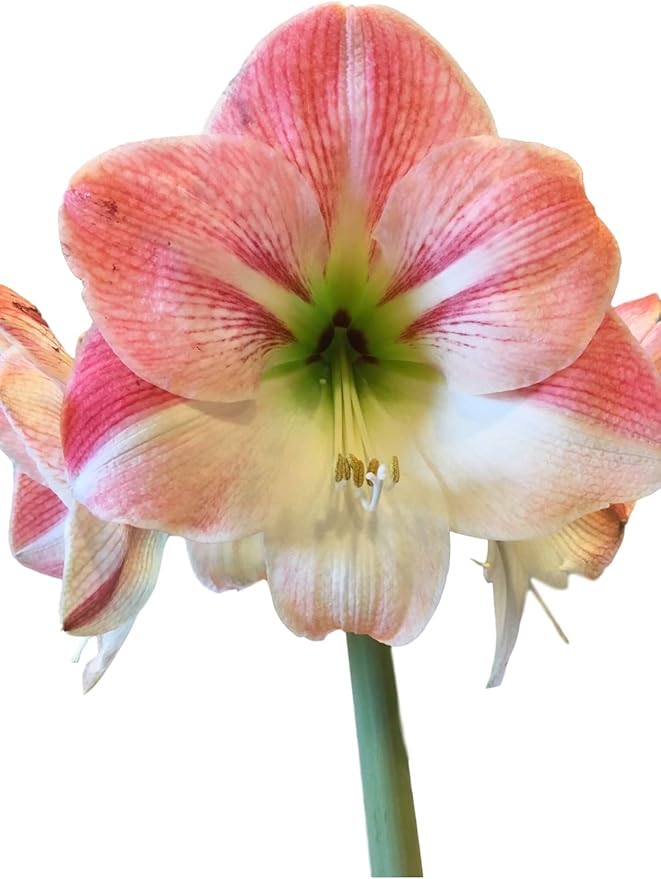 Amaryllis Holiday Gift Growing Kit. Includes: Big Apple Blossom Bulb Plastic Pot and Saucer and Professional Growing Medium