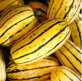 40 Delicata Squash Seeds | Vegetable Peanut Carnival Dumpling Sweet Potato Pumpkin Gourd Winter Fall Garden Seed