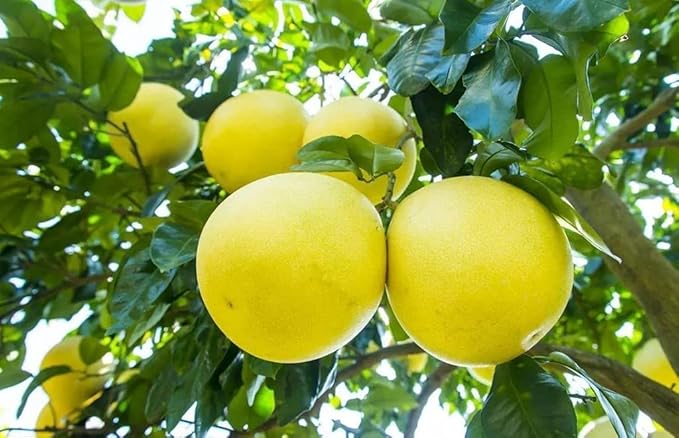 Gardenera's Expert Blend: The Best Soil Mix for Growing Citrus Maxima - Pomelo Trees [20 Quart Bag]