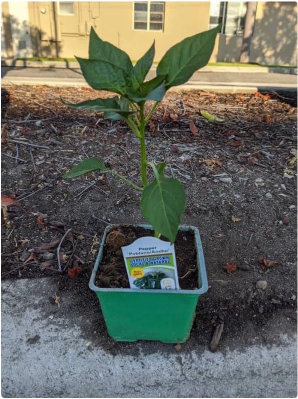 Healthy Well Established Anchor Poblano Live hot Pepper Plant in 4 Pot