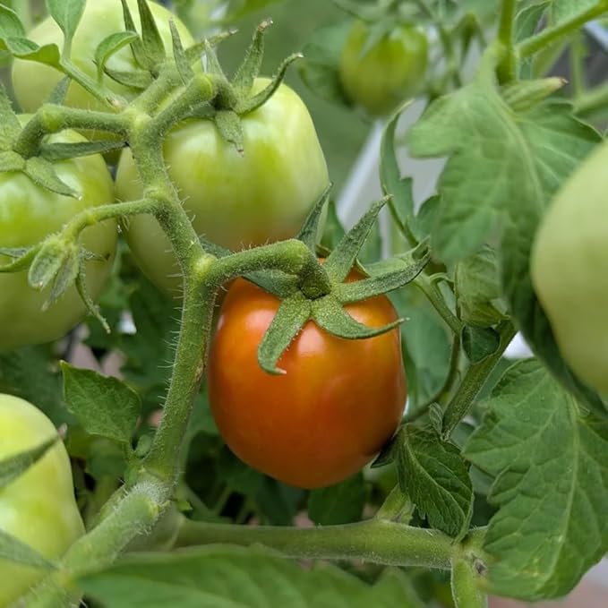 Tomato Plants Live Red Tomato Plant Long Red Fruit Vegetable Plant from 6–8 Inches Tall in 4 Inch Pot for Outdoor Growing