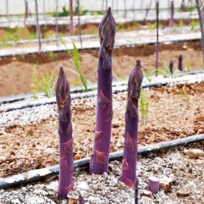 20 Purple Asparagus Roots - Bare Root Asparagus Crowns for Planting Perennial Vegetable Plants for Outdoor Garden