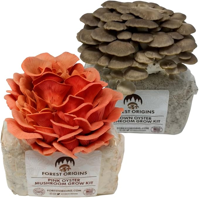 Forest Origins Oyster Mushroom Grow Kit 2-Pack Pink and Brown Varieties Harvest in 10 Days Beginner Friendly Handmade in California USA Unique Gift Set