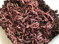 500 Count Live Red Wiggler Worms for Garden Soil or Fishing or Feed