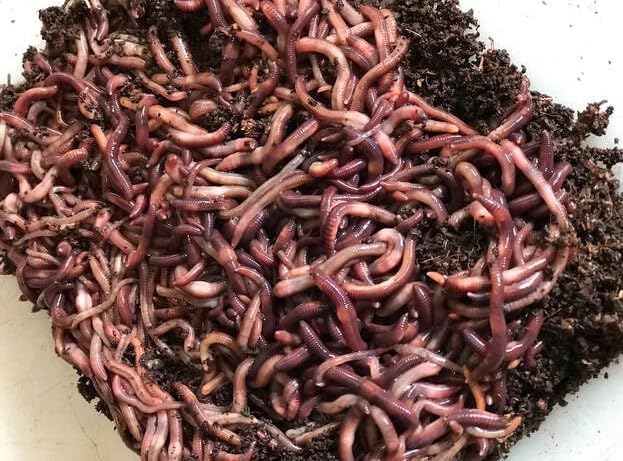 500 Count Live Red Wiggler Worms for Garden Soil or Fishing or Feed