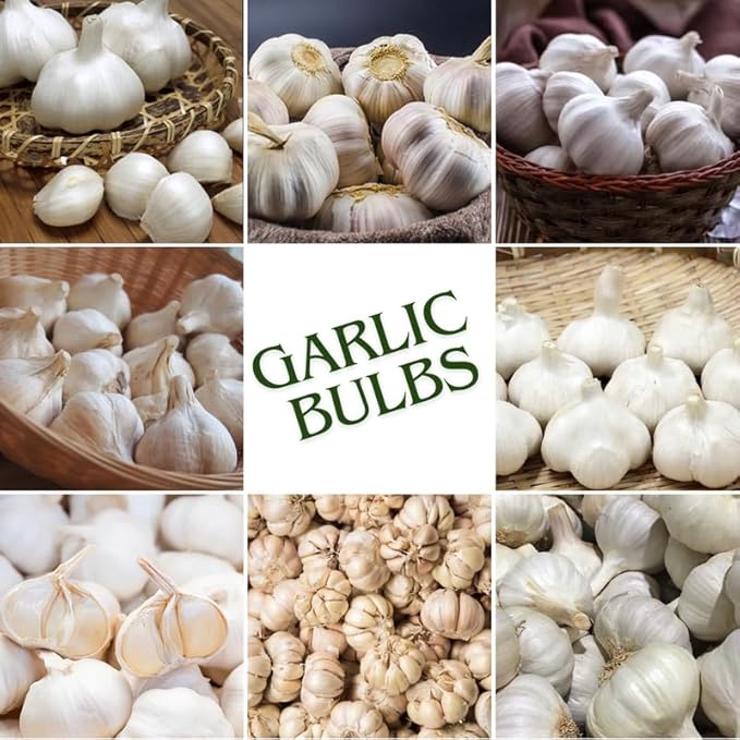 1 Lb Music Garlic Bulbs for Planting 8 Hardy Garlic Bulbs for Planting Home Vegetable Garden or Raised Beds Hardneck Garlic Bulbs