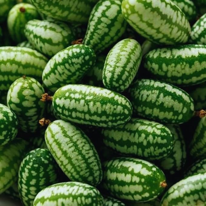 2 Cucamelon Plants Seedlings Cucamelon Mini Cucumber Live Plant Gardening 3 to 6 Inc Tall Vegetable Plant