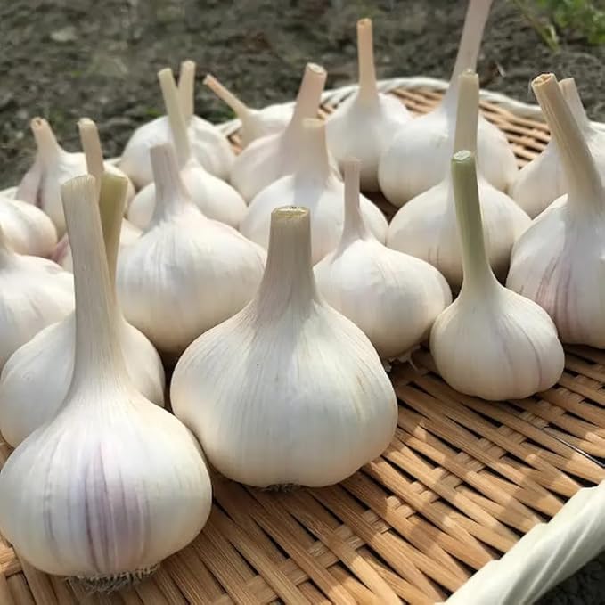 1 Lb Music Garlic Bulbs for Planting 8 Hardy Garlic Bulbs for Planting Home Vegetable Garden or Raised Beds Hardneck Garlic Bulbs