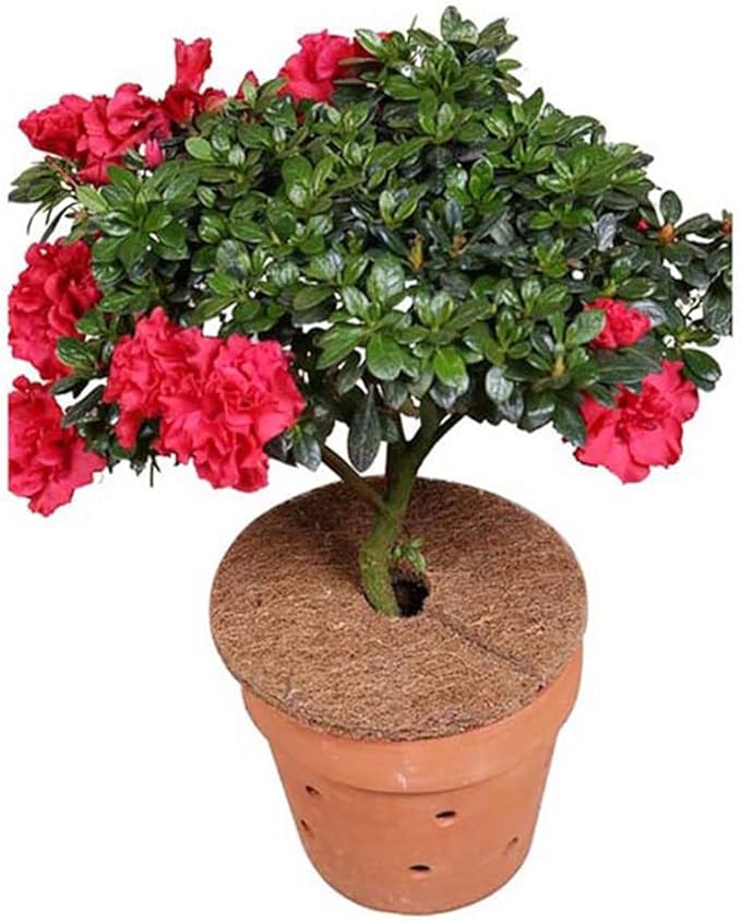 1pcs Coco Coir Plant Cover Mulch Mat Weed Control Fabric for Flower Pot Rings Coconut Tree Trunk Protector Planter Root Protection (Size : 30x30cm)