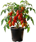 Tomato Plants Live Red Tomato Plant Long Red Fruit Vegetable Plant from 6–8 Inches Tall in 4 Inch Pot for Outdoor Growing