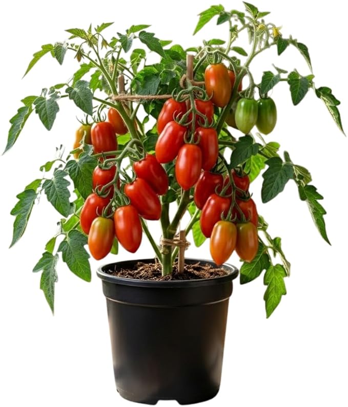 Tomato Plants Live Red Tomato Plant Long Red Fruit Vegetable Plant from 6–8 Inches Tall in 4 Inch Pot for Outdoor Growing