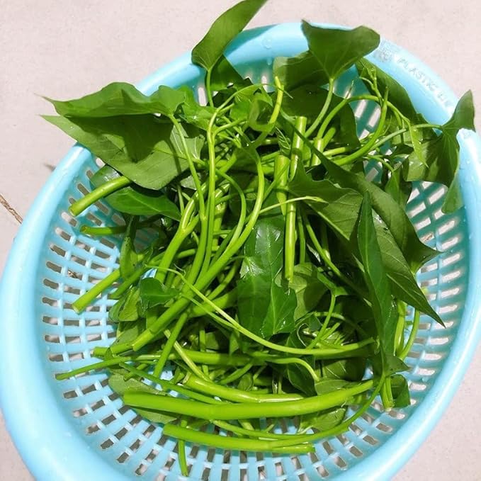 2000+ Seeds Kangkong Seeds - Rau Muong Ong Choy Brown - Chinese Spinach - Cong Xin CAI Seeds kangkung Seeds for Planting