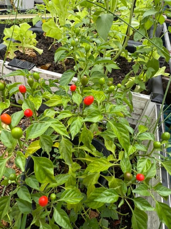 2 Pots 3 Chili Pequin Pepper Plants 3-5 Inch Tall Red Hot Pepper Seedling Piquin Peppers Plants