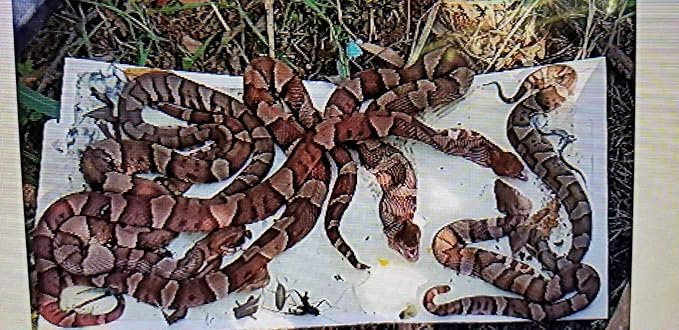 Snake Trap Large (Foldable Reusable 32x10x 3) with (1) Catch Insert Commercial Grade Made of Strong Corrugated Plastic in Alabama USA
